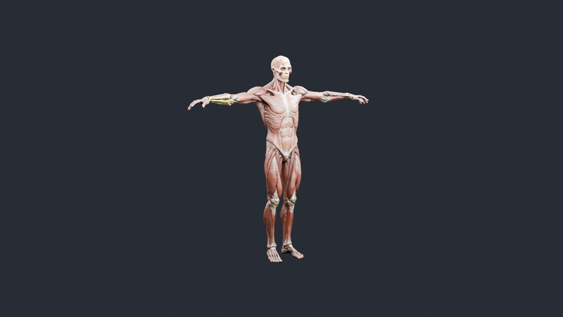Human Musculature Figure - AI Generated 3D Model