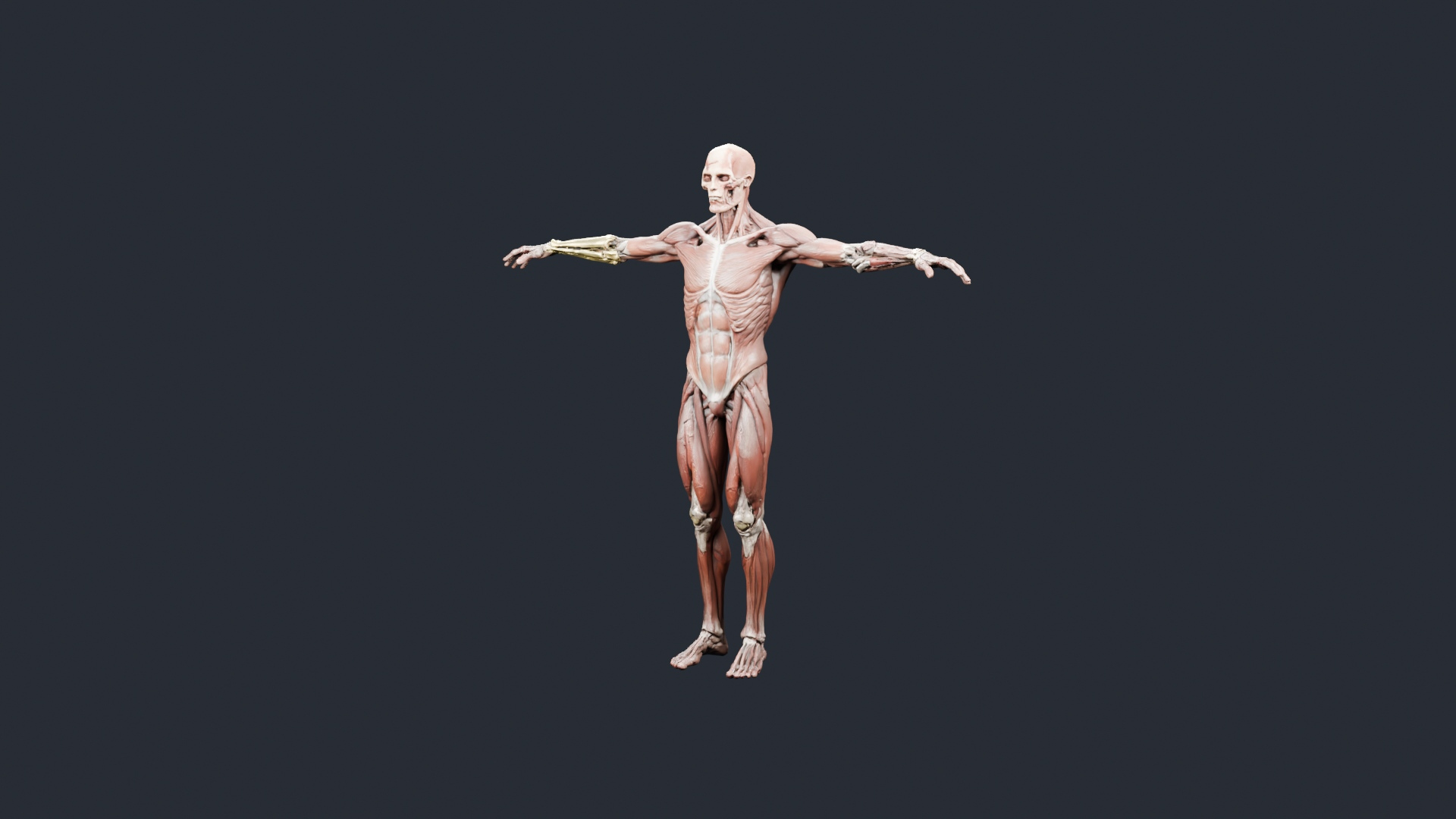 Human Musculature Figure - AI Generated 3D Model