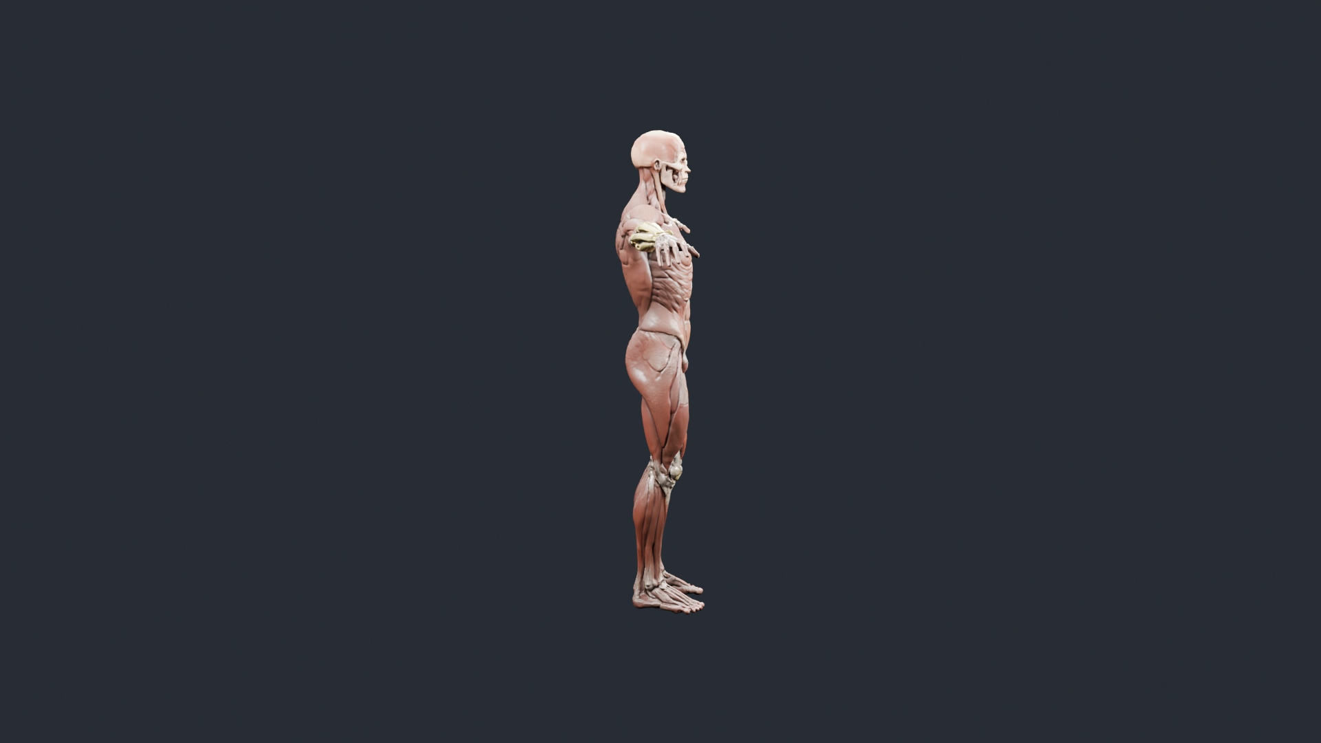 Human Musculature Figure - AI Generated 3D Model