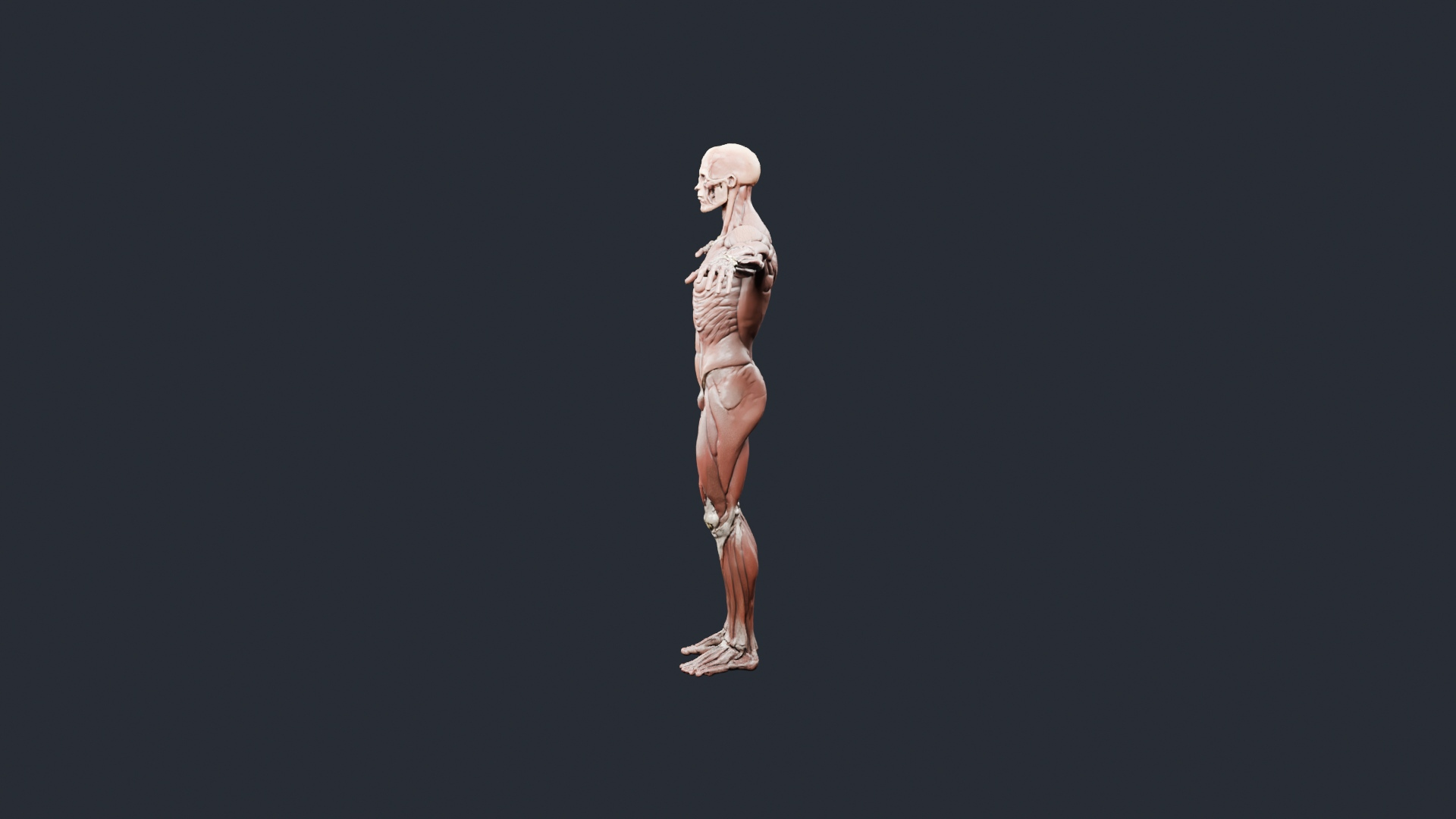 Human Musculature Figure - AI Generated 3D Model