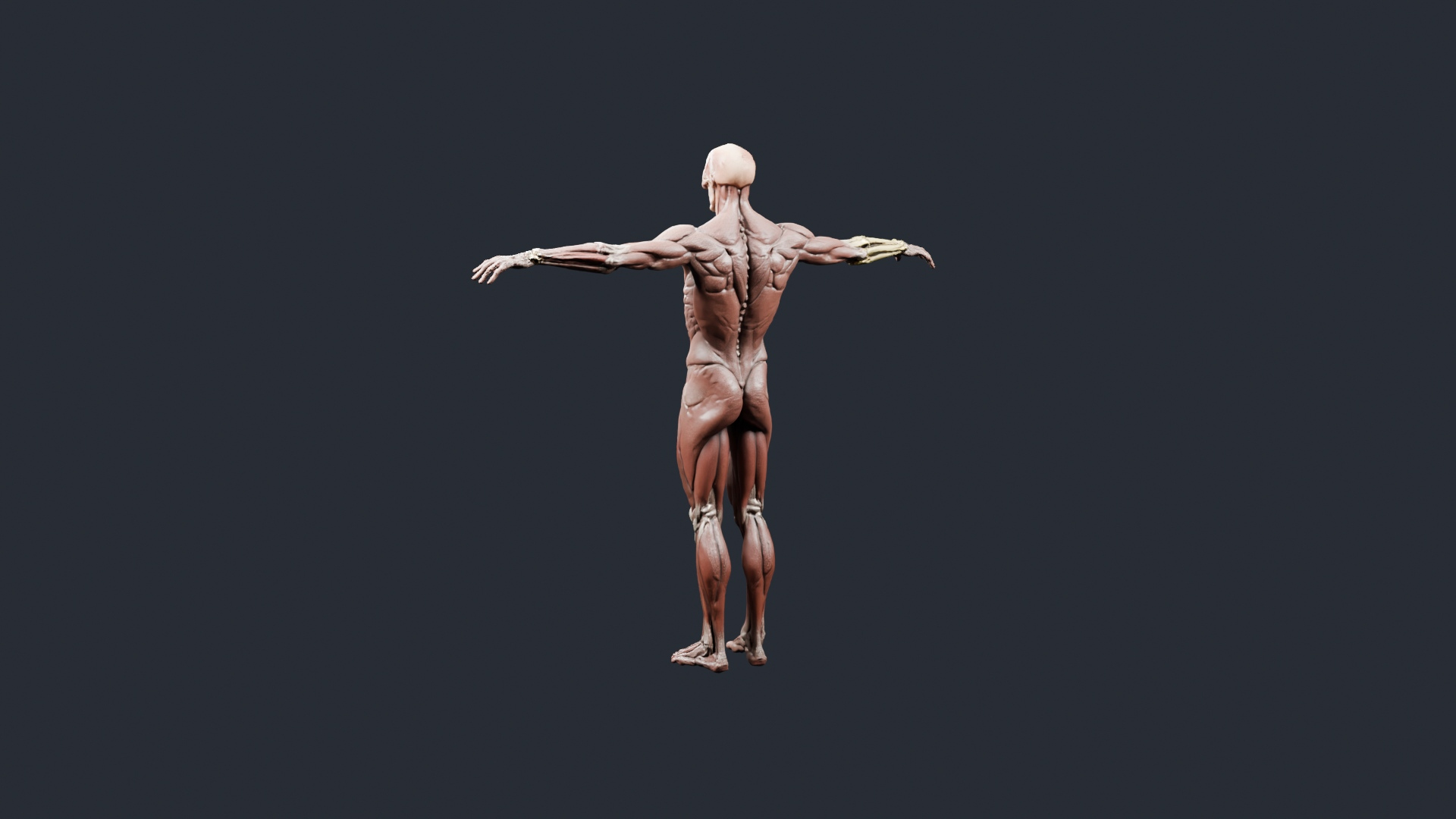 Human Musculature Figure - AI Generated 3D Model