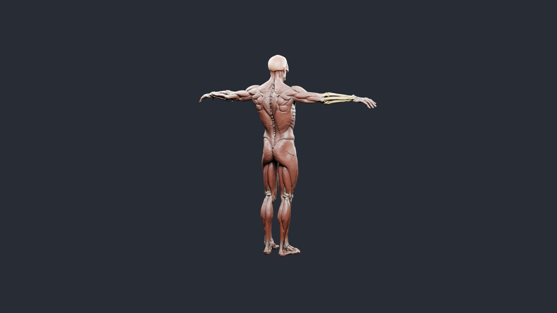 Human Musculature Figure - AI Generated 3D Model
