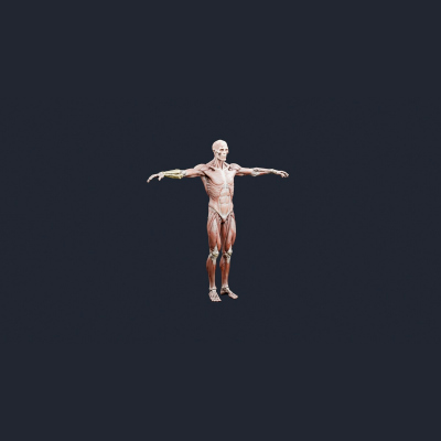 Human Musculature Figure - AI Generated