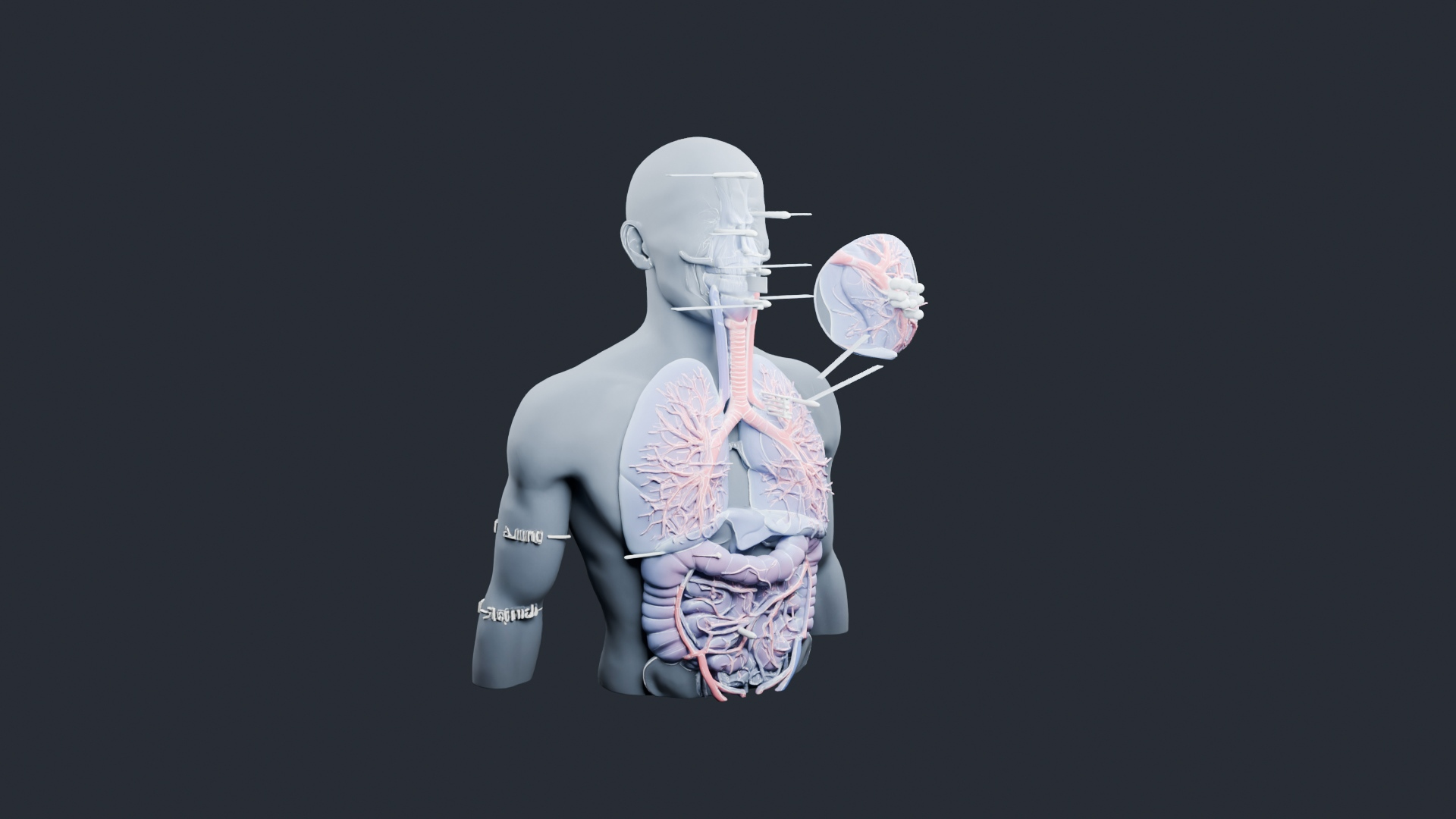 Human Respiratory System Torso - AI Generated 3D Model