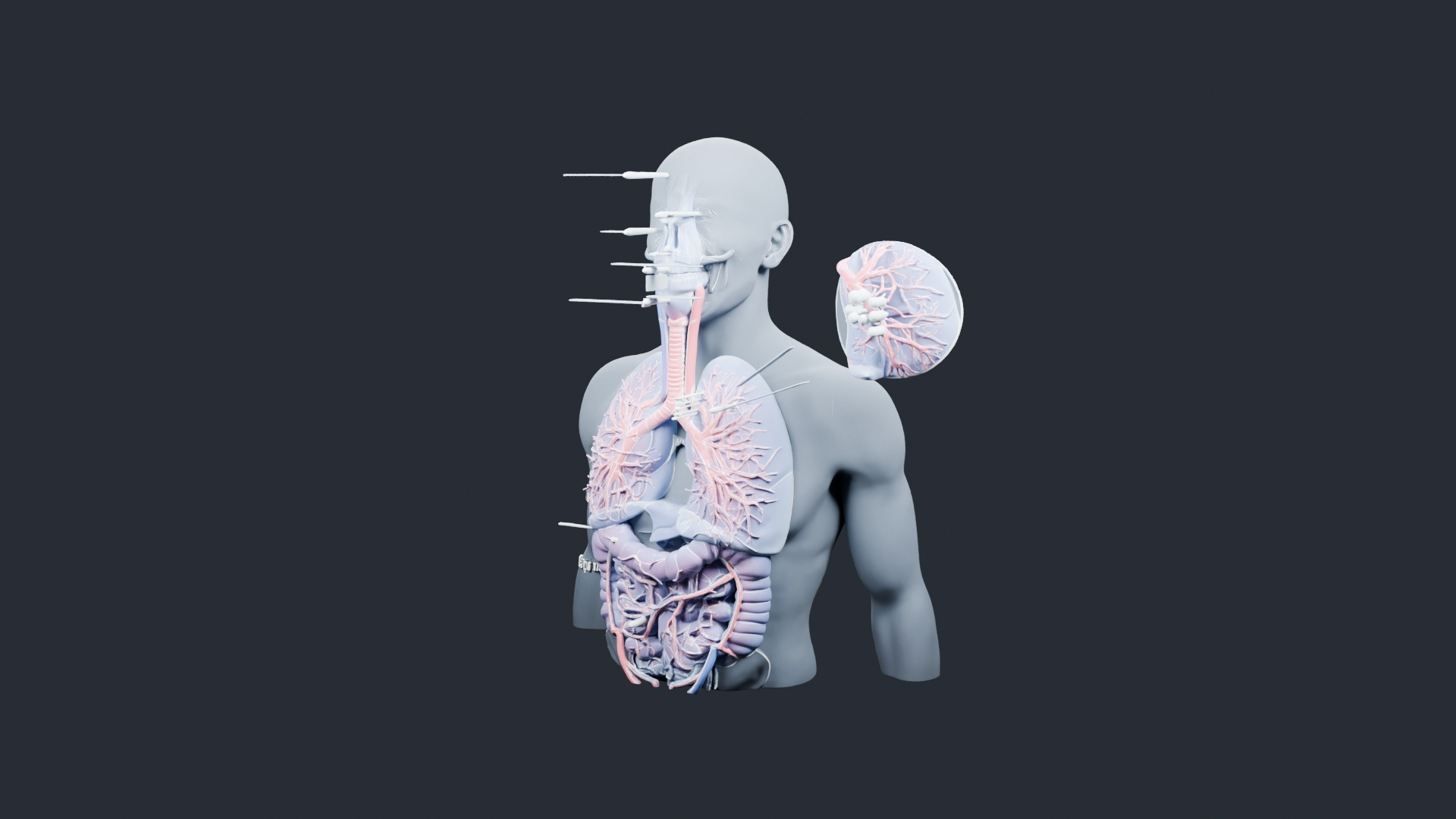 Human Respiratory System Torso - AI Generated 3D Model
