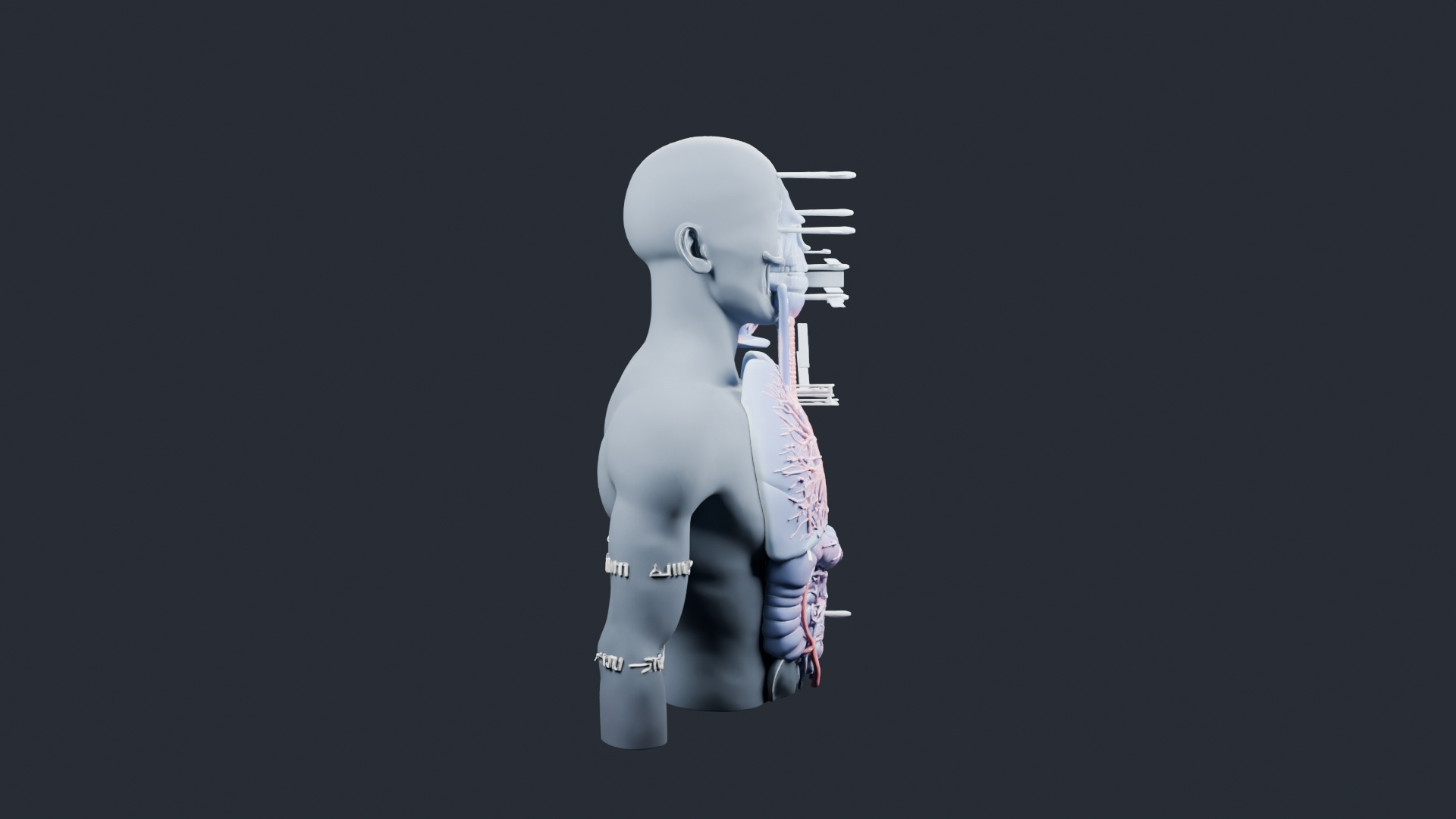 Human Respiratory System Torso - AI Generated 3D Model