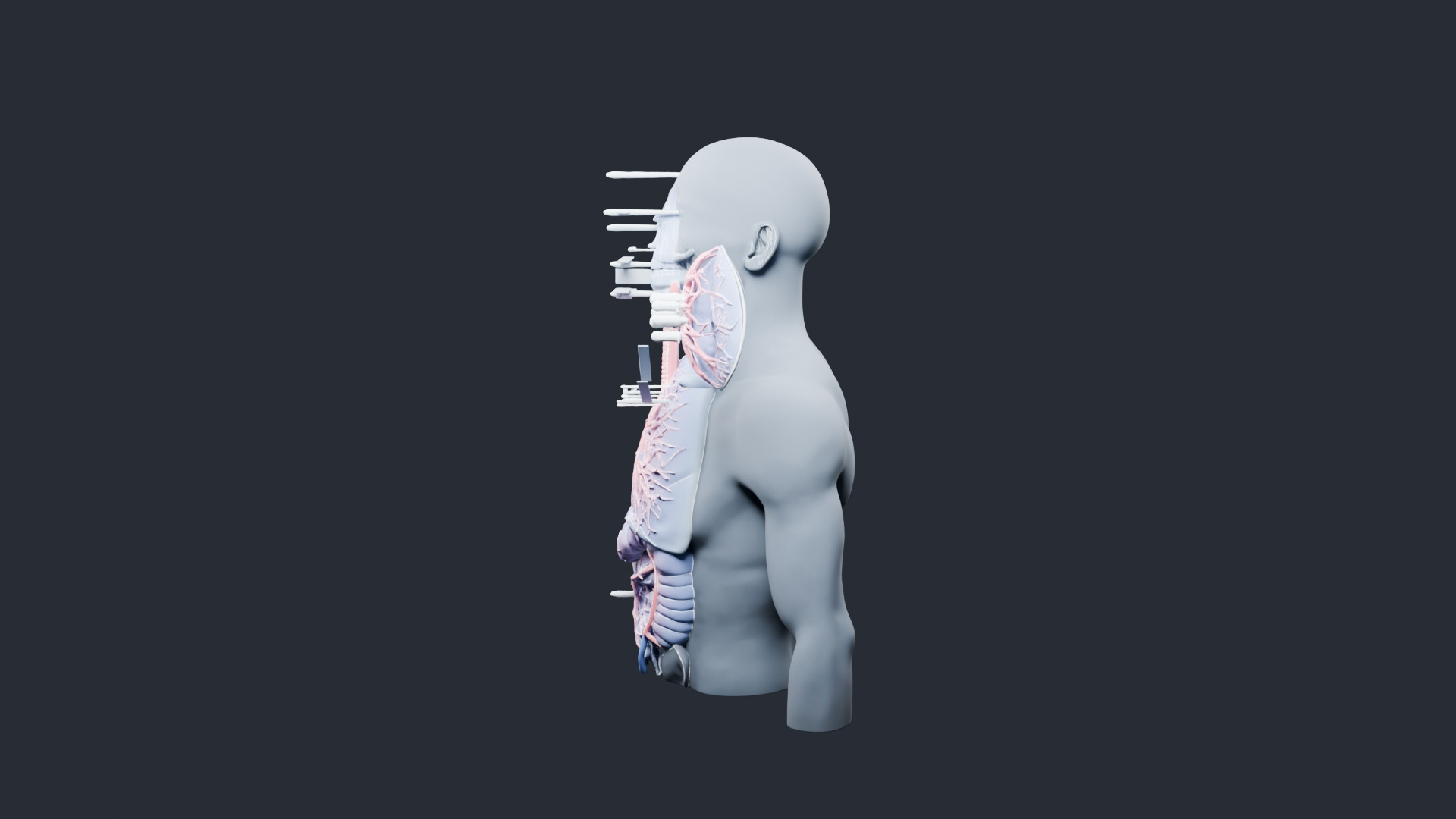 Human Respiratory System Torso - AI Generated 3D Model