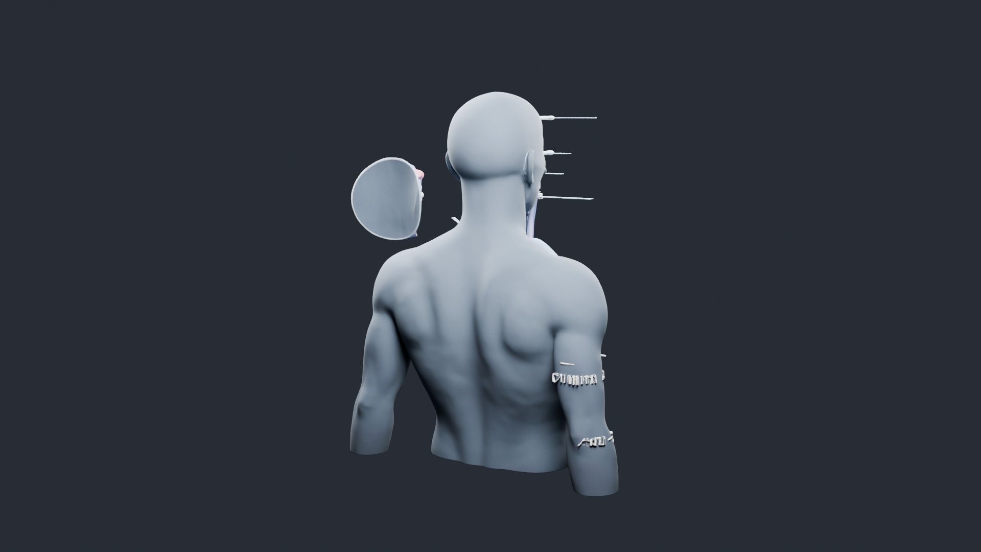 Human Respiratory System Torso - AI Generated 3D Model