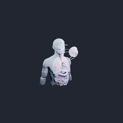 Human Respiratory System Torso - AI Generated