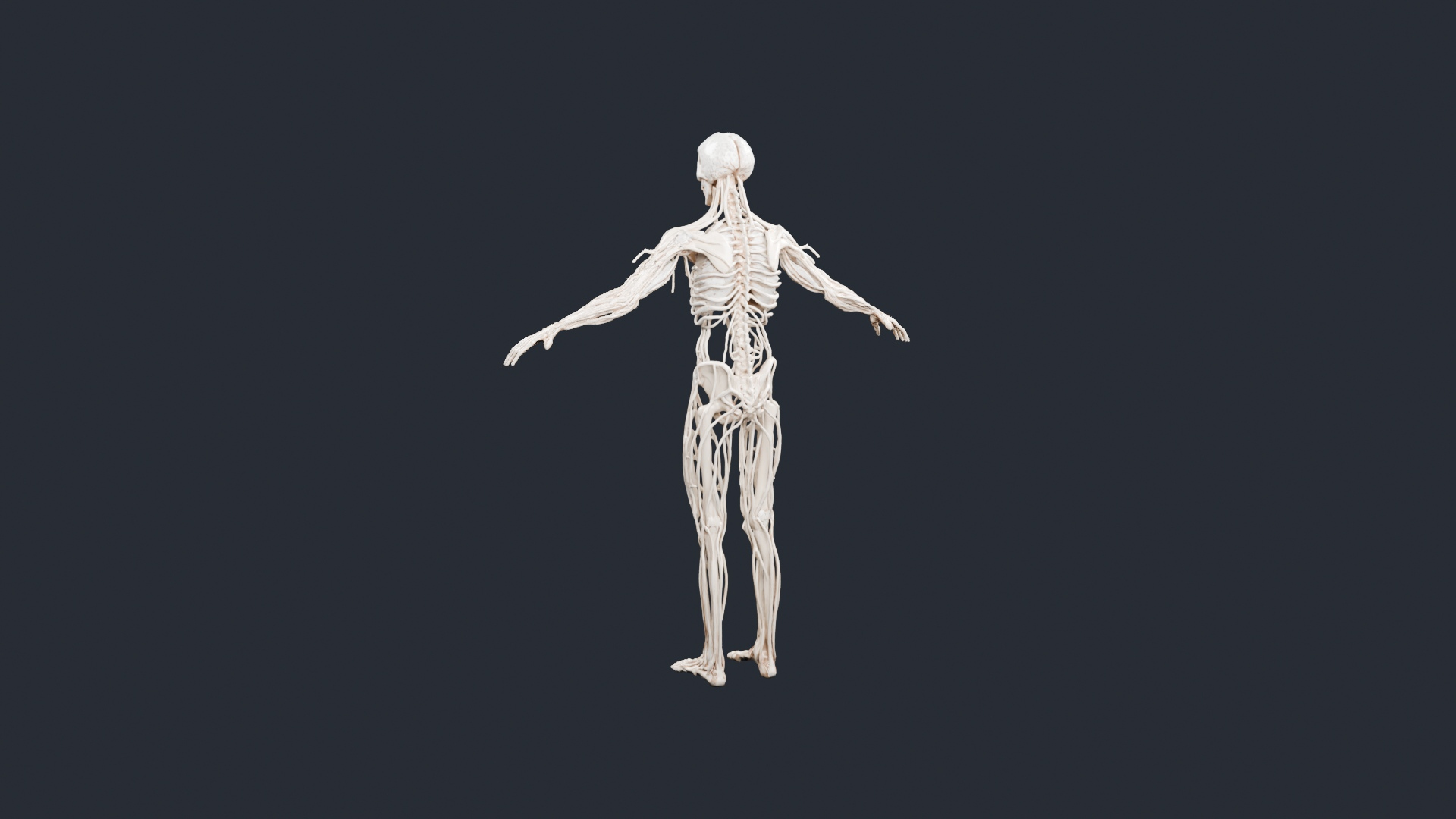 Human Skeleton and Nervous System - AI Generated 3D Model