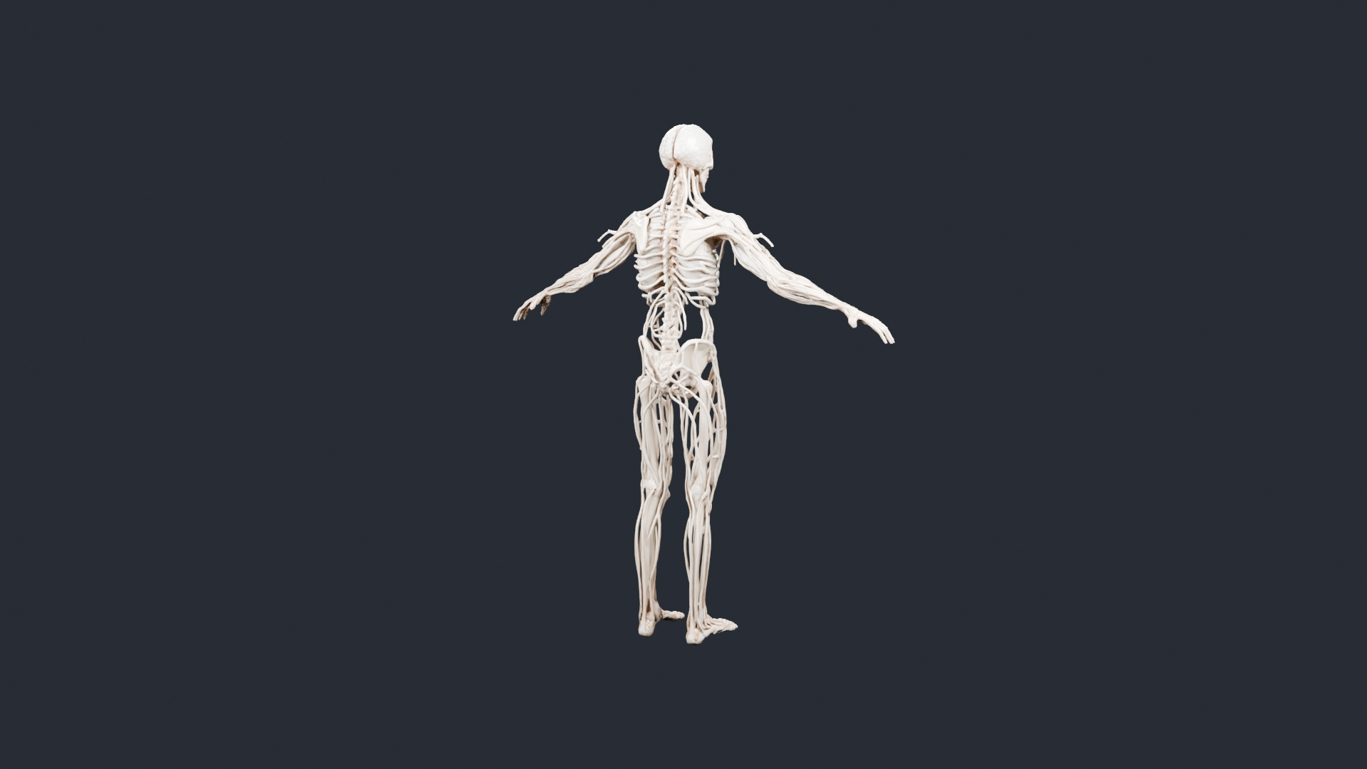 Human Skeleton and Nervous System - AI Generated 3D Model