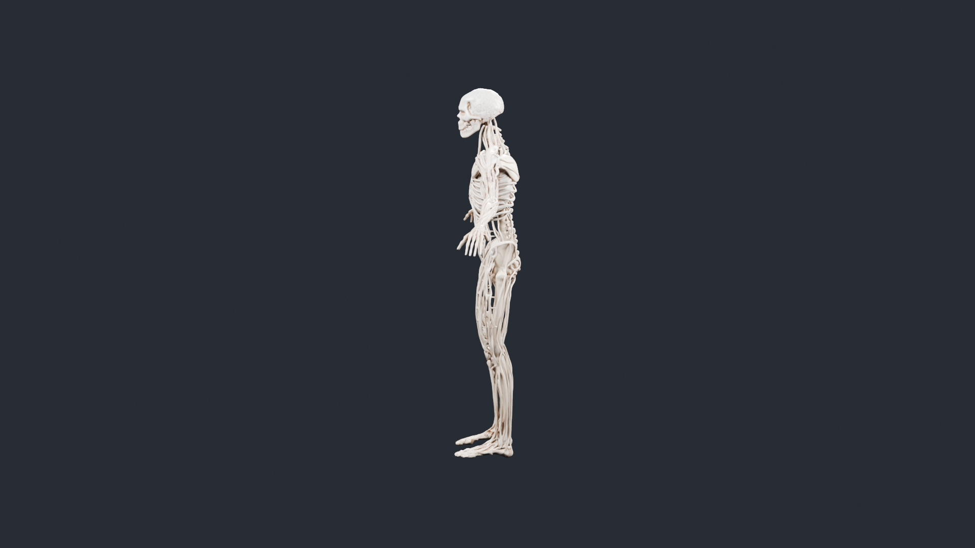 Human Skeleton and Nervous System - AI Generated 3D Model