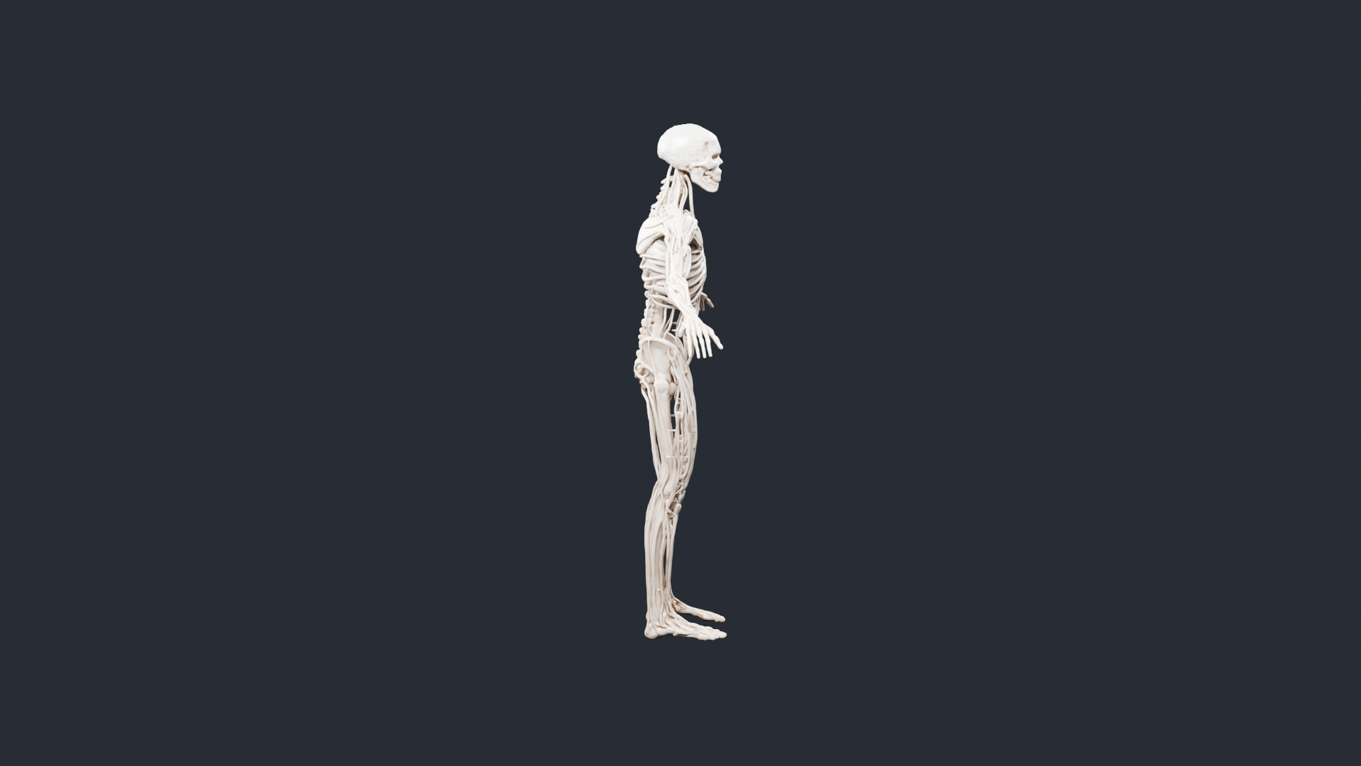 Human Skeleton and Nervous System - AI Generated 3D Model