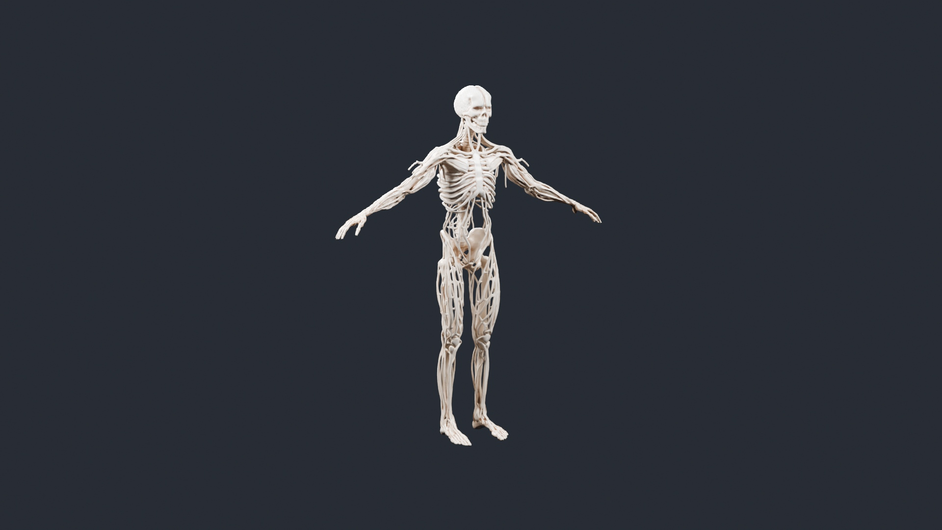 Human Skeleton and Nervous System - AI Generated 3D Model