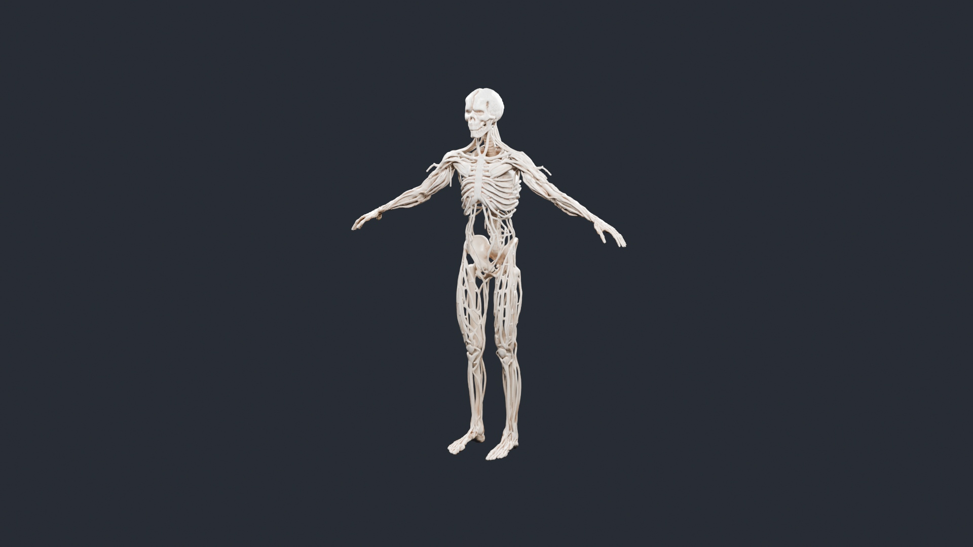 Human Skeleton and Nervous System - AI Generated 3D Model