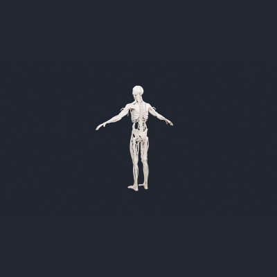 Human Skeleton and Nervous System - AI Generated