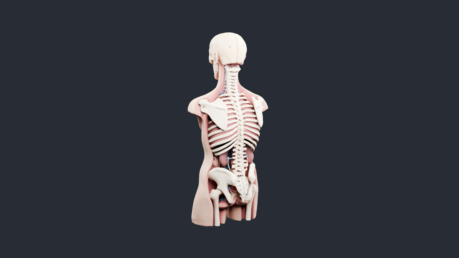 Skeleton Anatomy Torso Bust - AI Generated 3D Model