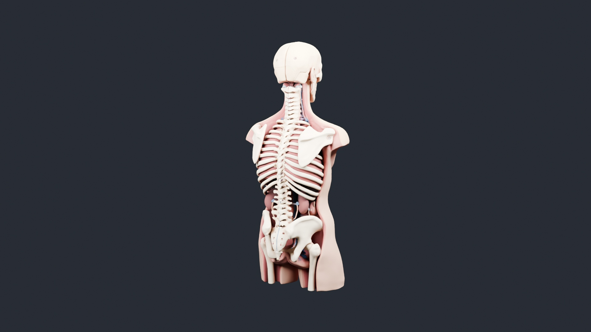 Skeleton Anatomy Torso Bust - AI Generated 3D Model