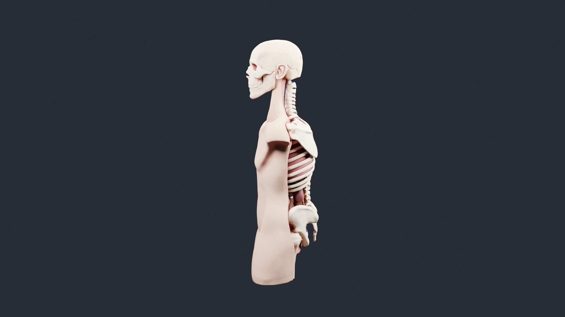 Skeleton Anatomy Torso Bust - AI Generated 3D Model