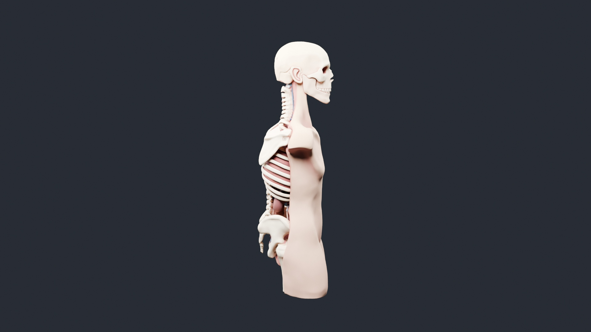 Skeleton Anatomy Torso Bust - AI Generated 3D Model