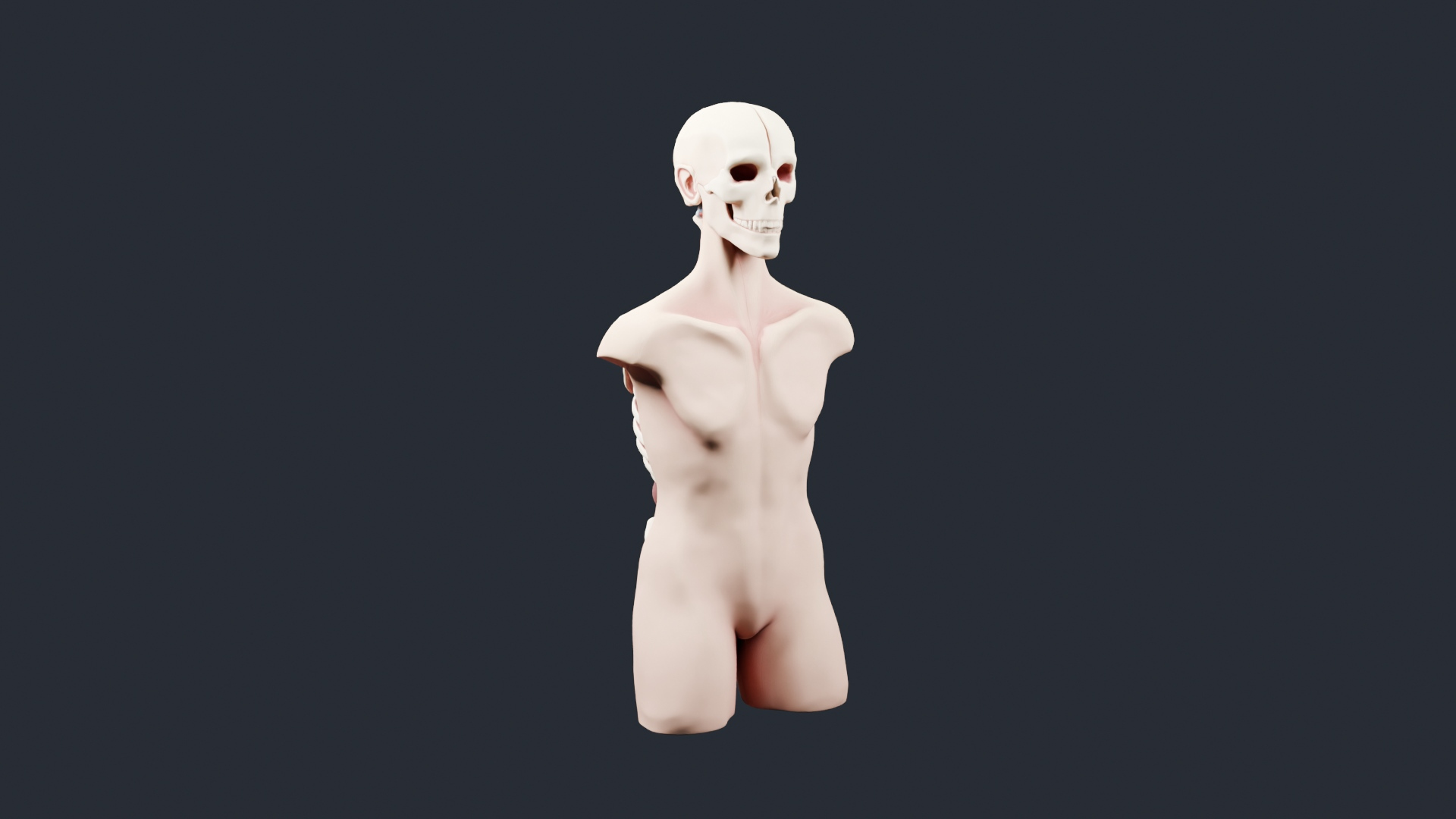 Skeleton Anatomy Torso Bust - AI Generated 3D Model