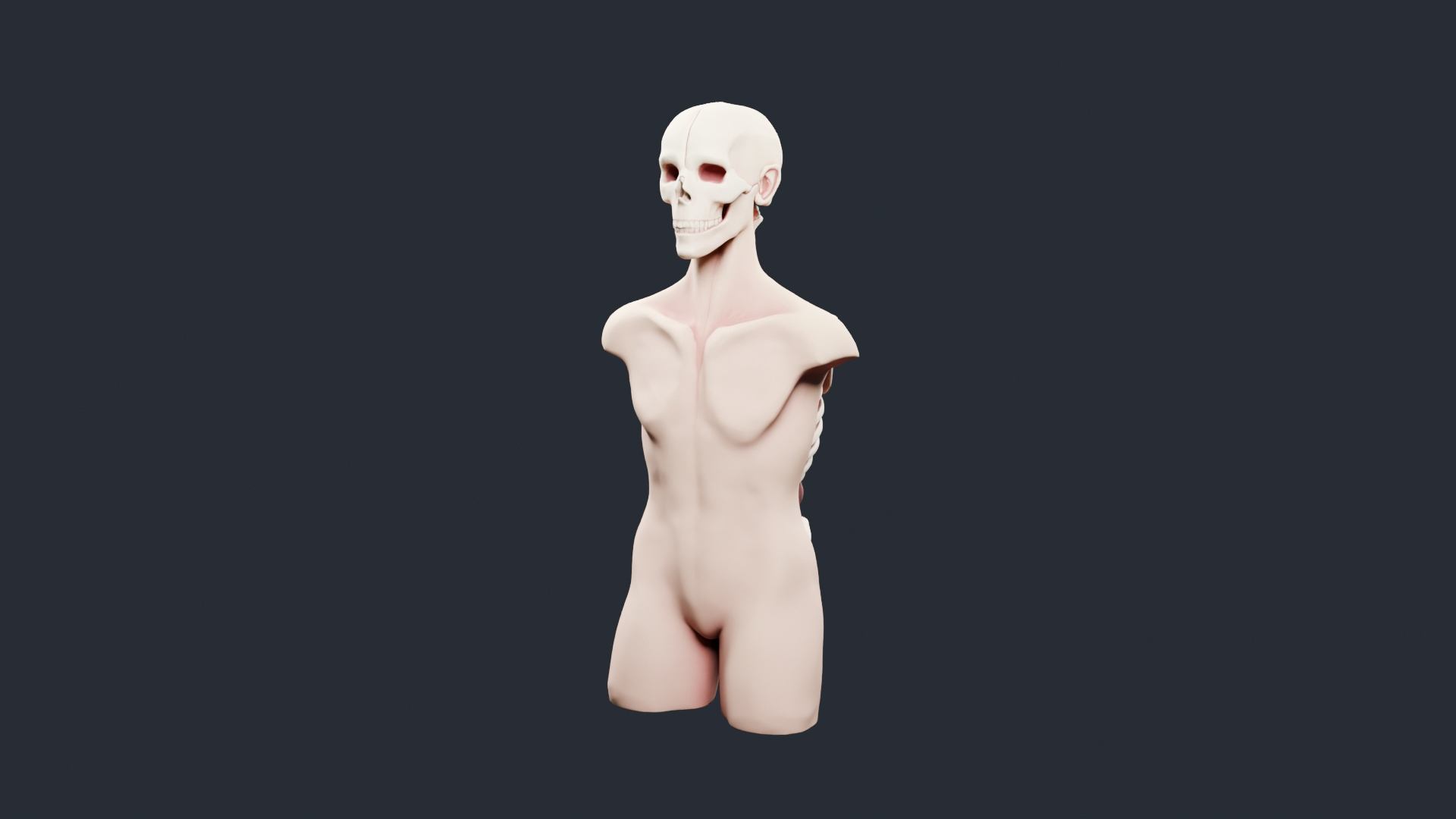 Skeleton Anatomy Torso Bust - AI Generated 3D Model