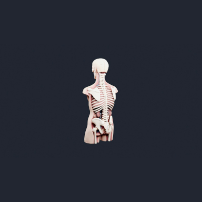 Skeleton Anatomy Torso Bust - AI Generated