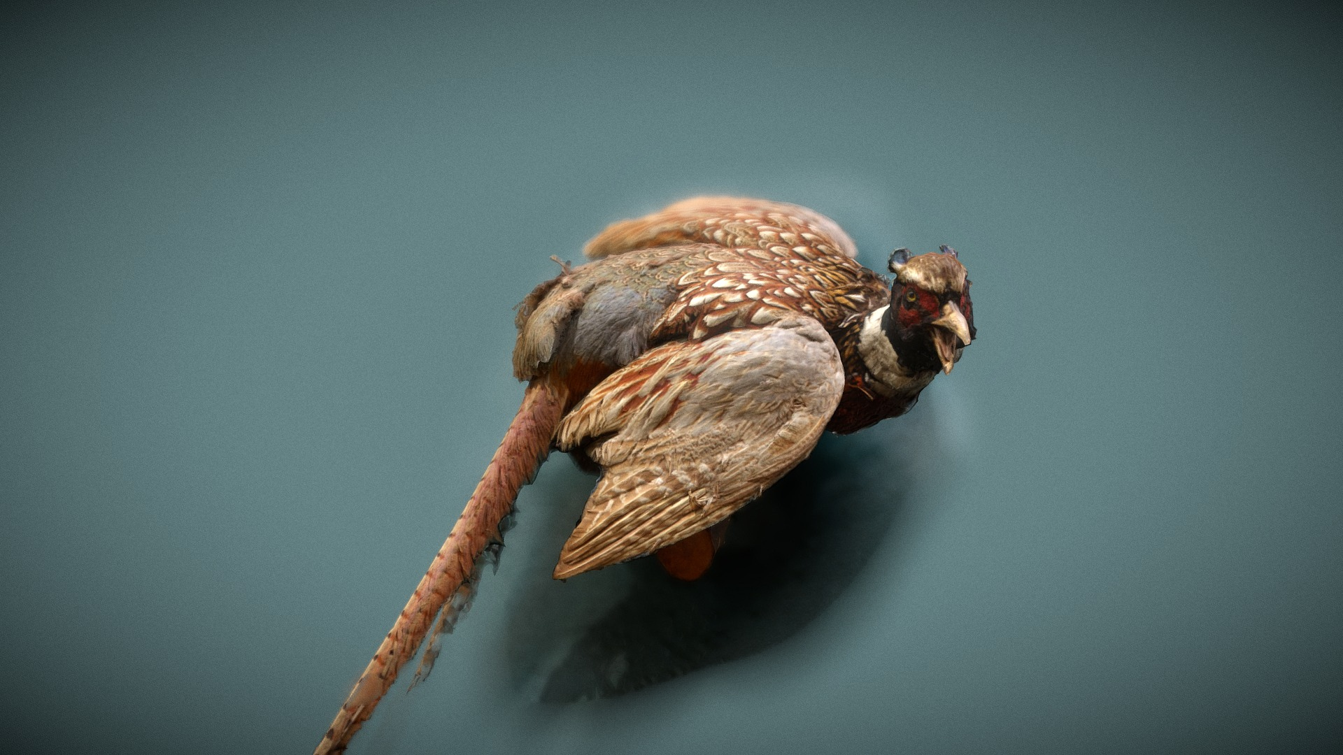 Stuffed Pheasant 3D Model