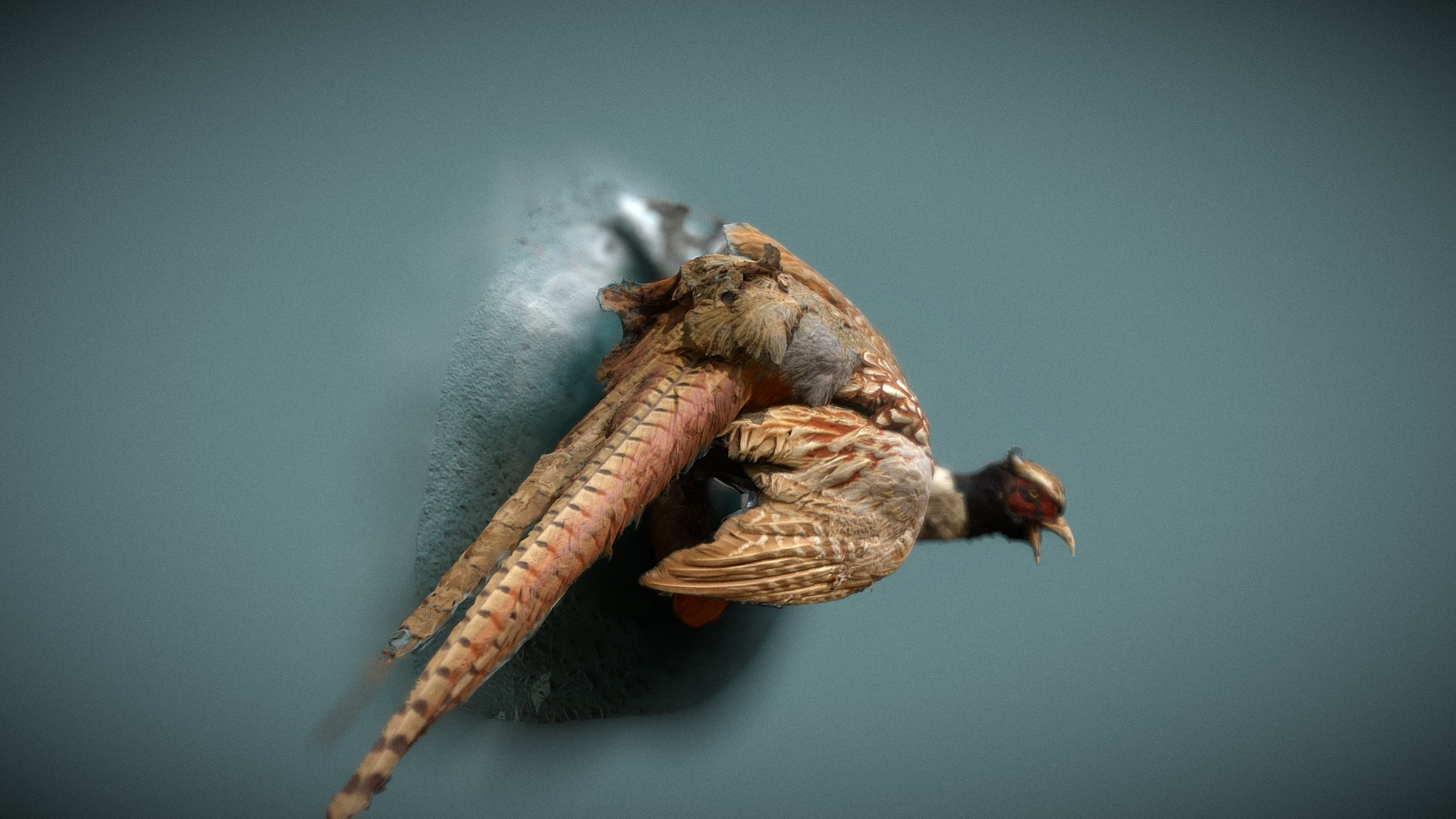 Stuffed Pheasant 3D Model