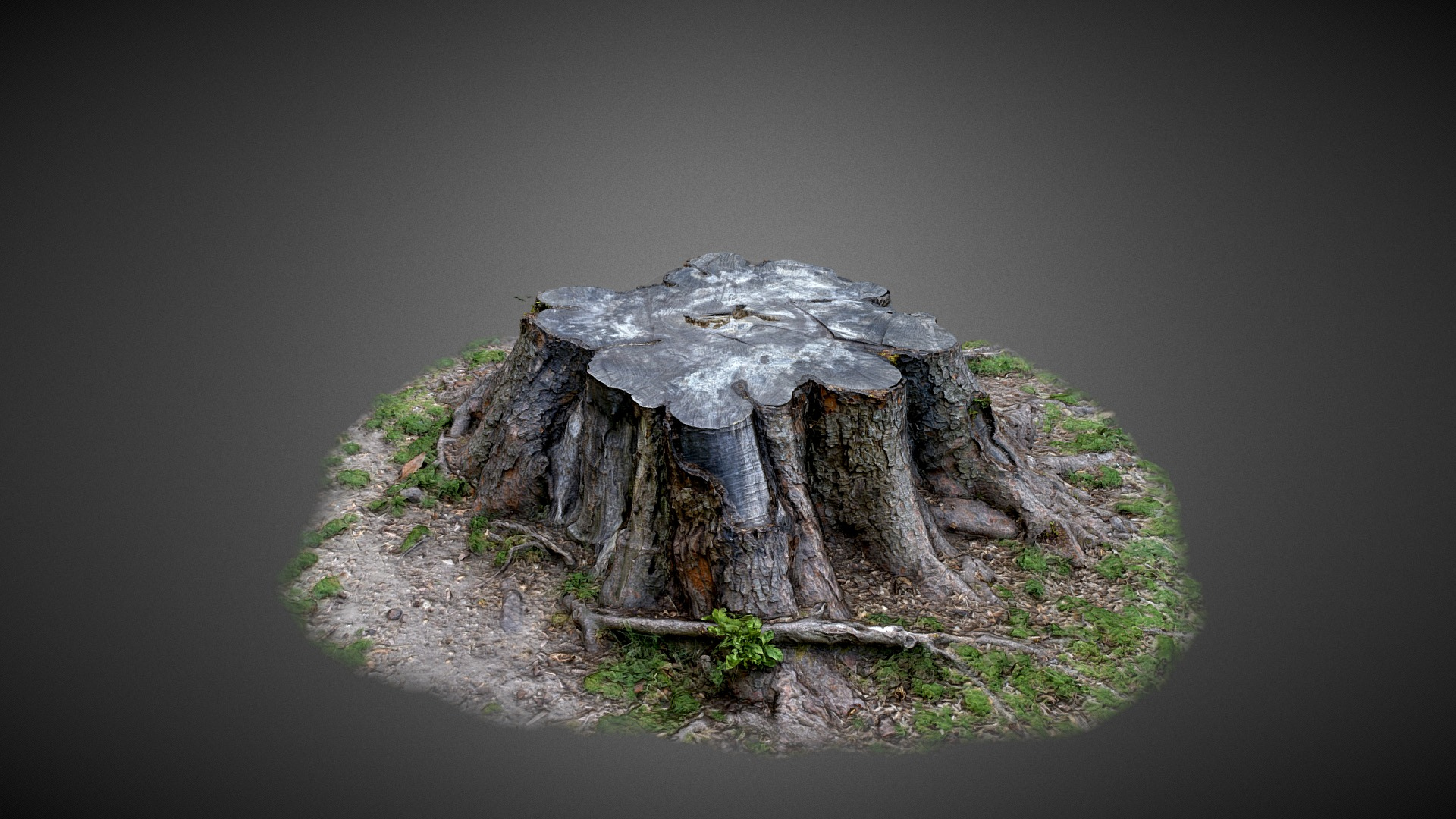 Tree Trunk - 3D Scan 3D Model