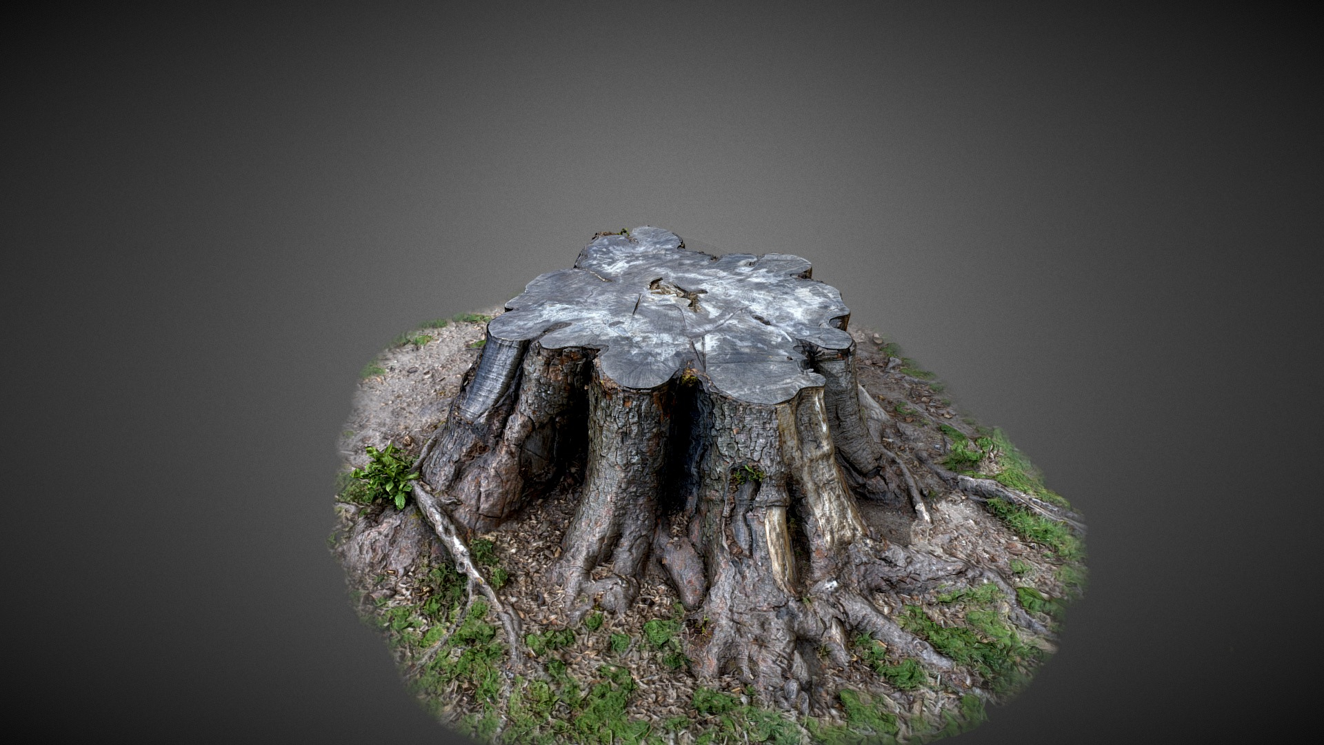 Tree Trunk - 3D Scan 3D Model