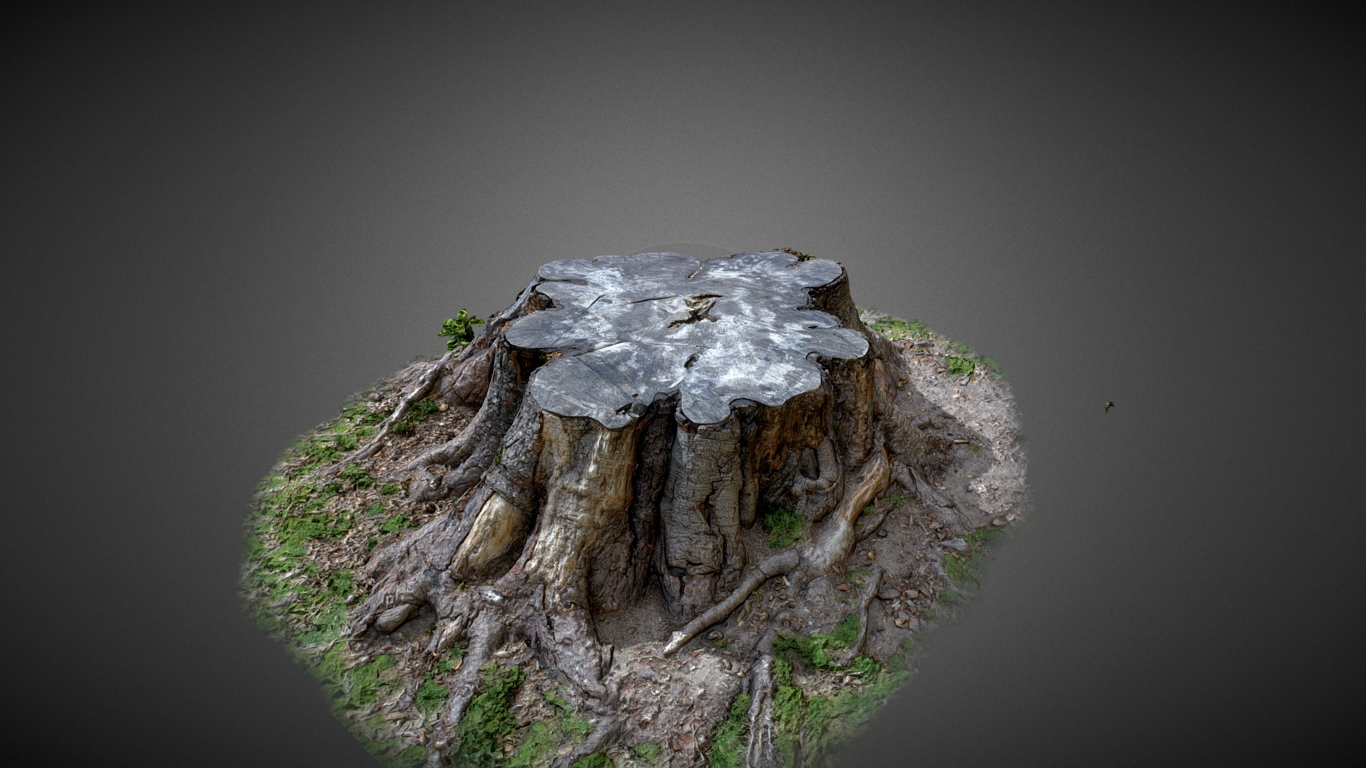 Tree Trunk - 3D Scan 3D Model