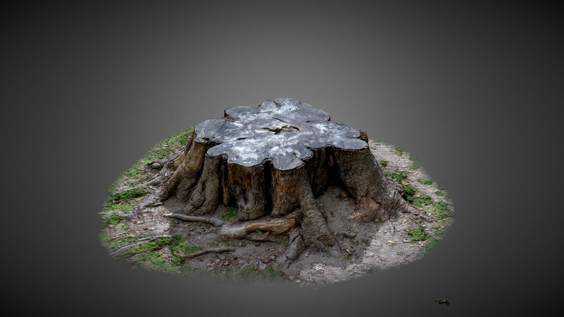 Tree Trunk - 3D Scan 3D Model