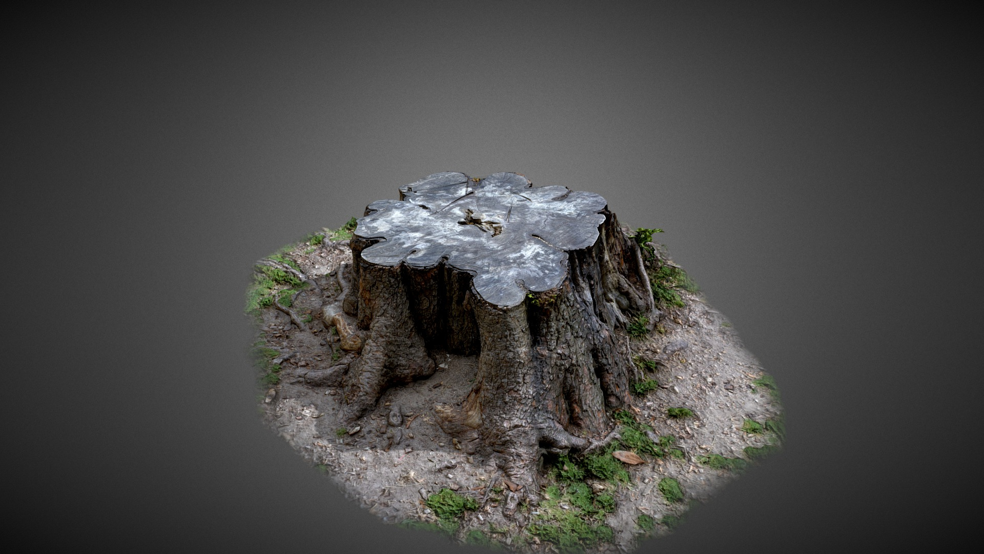 Tree Trunk - 3D Scan 3D Model