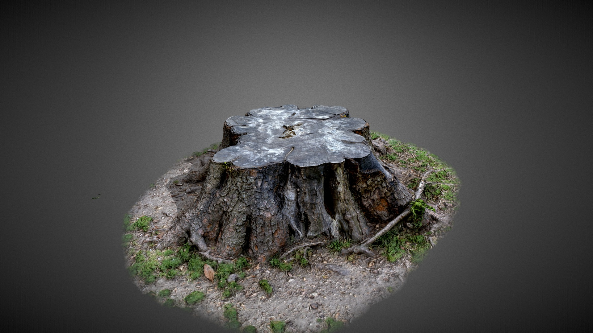 Tree Trunk - 3D Scan 3D Model