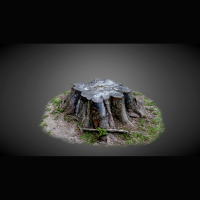 Tree Trunk - 3D Scan