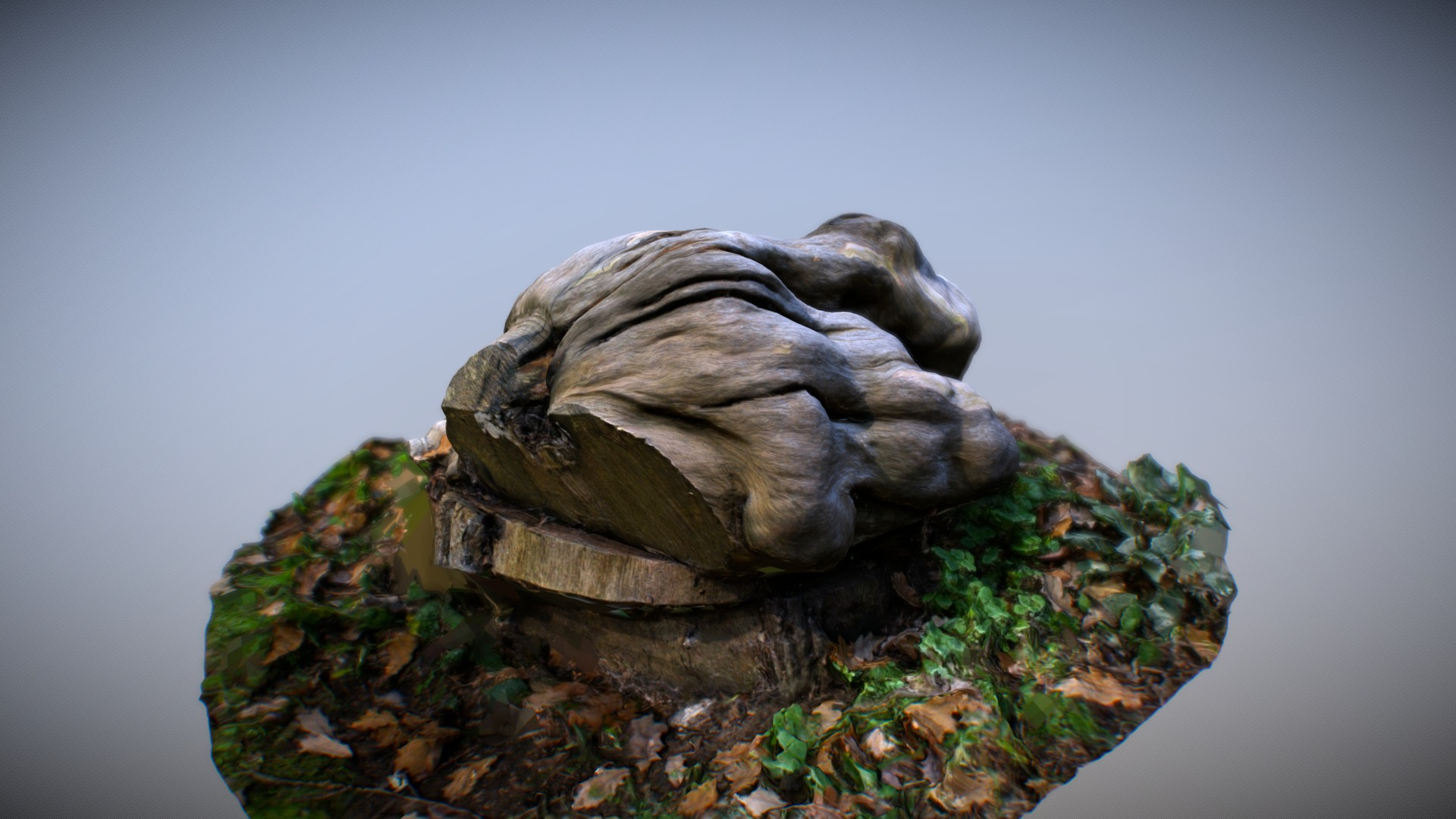 Wooden Knot - 3D Scan 3D Model