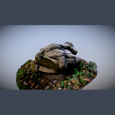 Wooden Knot - 3D Scan
