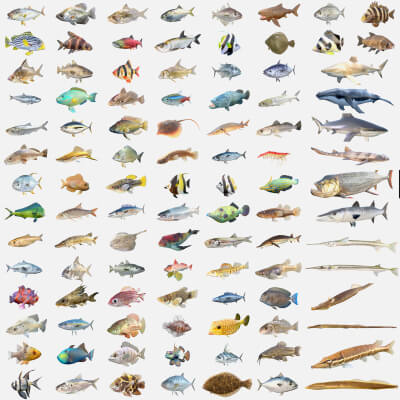 100 Fish Sea Creatures Collection V1