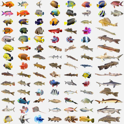 100 Fish Sea Creatures Collection V2