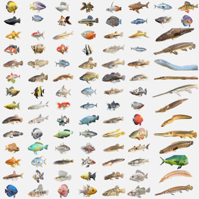 100 Fish Sea Creatures Collection V4