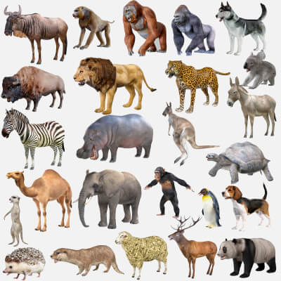 25 Animal Collection