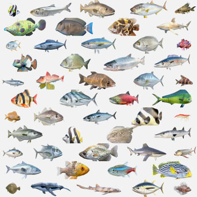 50 Fish Sea Creatures Collection Fishes v1