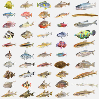 50 Fish Sea Creatures Collection V10