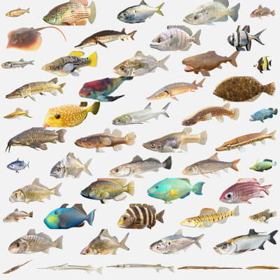 50 Fish Sea Creatures Collection V2