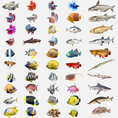 50 Fish Sea Creatures Collection V3