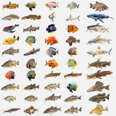 50 Fish Sea Creatures Collection V4