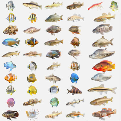 50 Fish Sea Creatures Collection V5