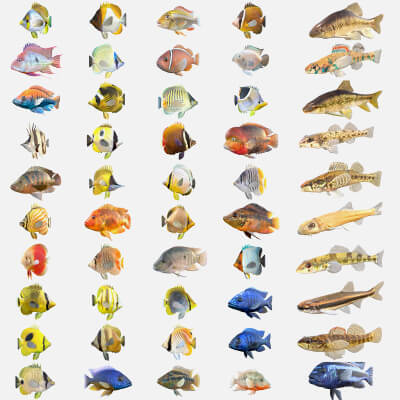 50 Fish Sea Creatures Collection V6