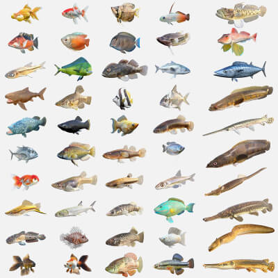 50 Fish Sea Creatures Collection V7